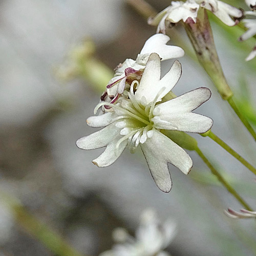 Steinbrech-Leimkraut / Silene saxifraga