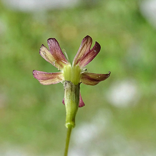 Steinbrech-Leimkraut / Silene saxifraga