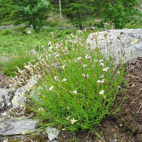 Steinbrech-Leimkraut / Silene saxifraga