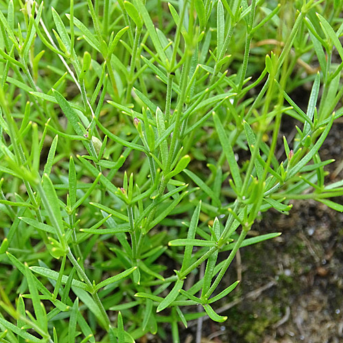 Steinbrech-Leimkraut / Silene saxifraga