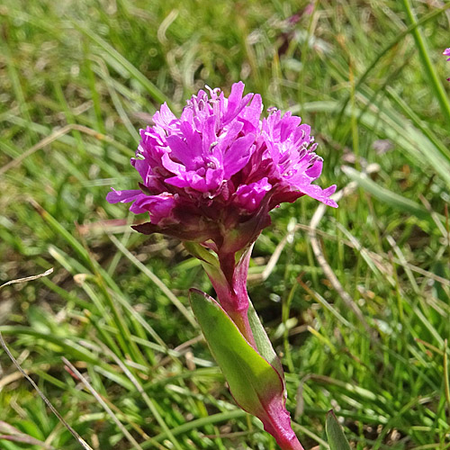 Alpen-Pechnelke / Silene suecica