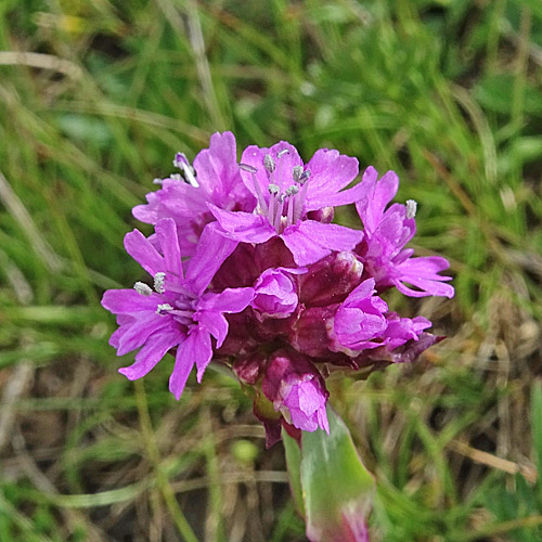 Alpen-Pechnelke / Silene suecica