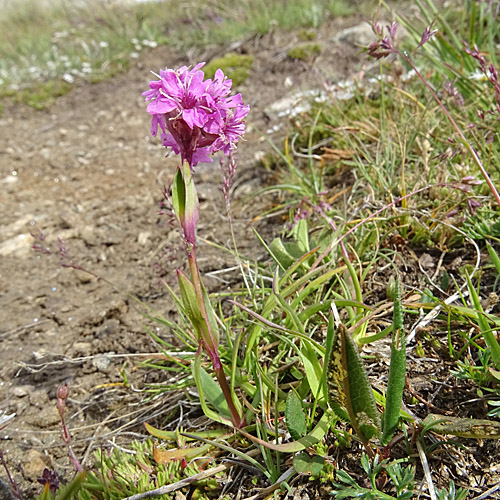 Alpen-Pechnelke / Silene suecica