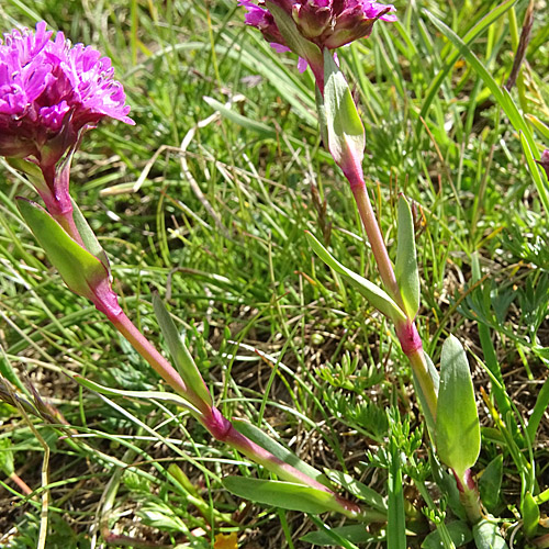 Alpen-Pechnelke / Silene suecica