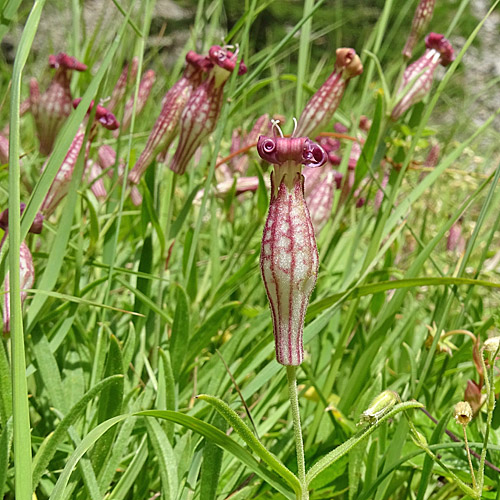 Walliser Leimkraut / Silene vallesia