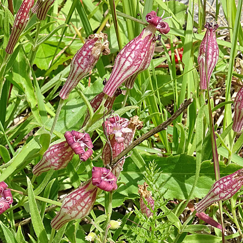 Walliser Leimkraut / Silene vallesia