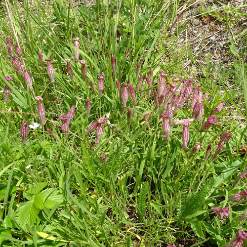 Walliser Leimkraut / Silene vallesia