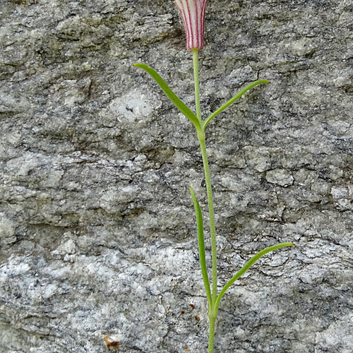 Walliser Leimkraut / Silene vallesia