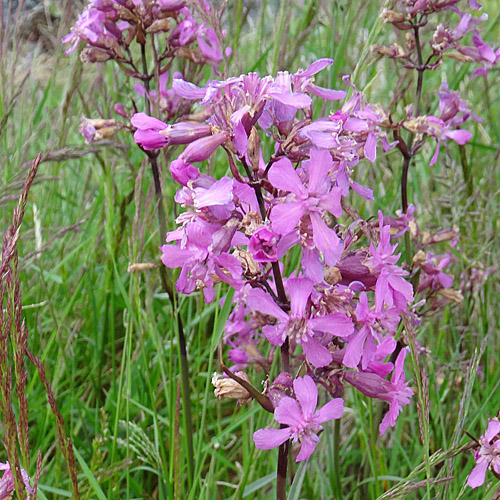 Gemeine Pechnelke / Silene viscaria