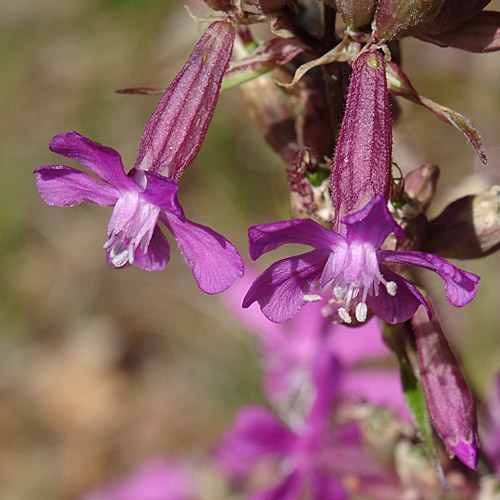 Gemeine Pechnelke / Silene viscaria