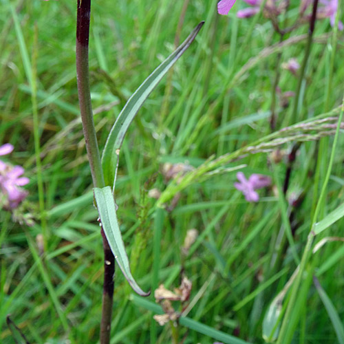 Gemeine Pechnelke / Silene viscaria