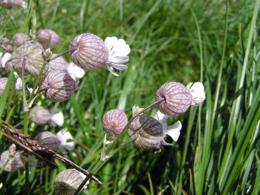 Gewöhnliche Klatschnelke / Silene vulgaris