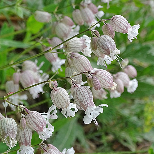 Gewöhnliche Klatschnelke / Silene vulgaris