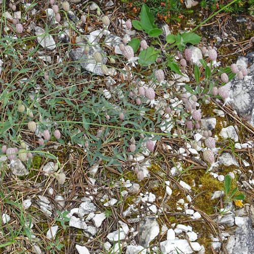 Alpen-Klatschnelke / Silene vulgaris ssp. glareosa