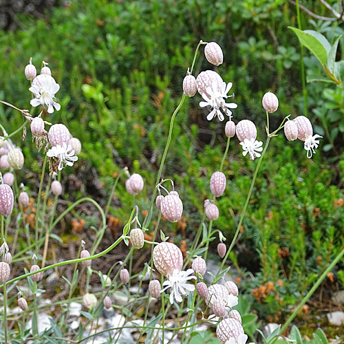 Alpen-Klatschnelke / Silene vulgaris ssp. glareosa