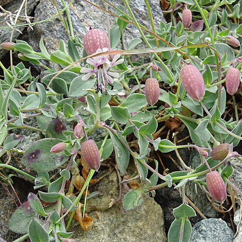 Niederliegende Klatschnelke / Silene vulgaris subsp. prostrata