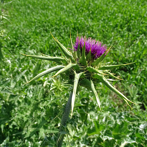 Mariendistel / Silybum marianum