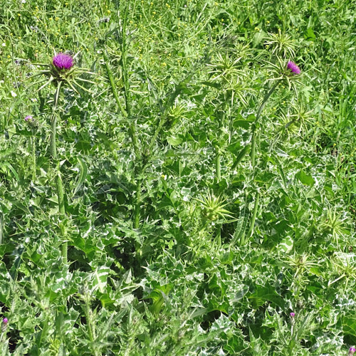 Mariendistel / Silybum marianum