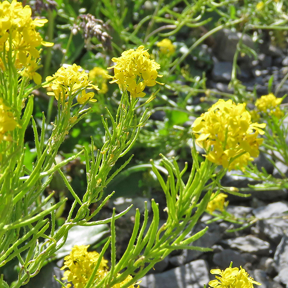 Österreicher Rauke / Sisymbrium austriacum (Foto: ©Christian Kaderli) Österreicher Rauke / Sisymbrium austriacum