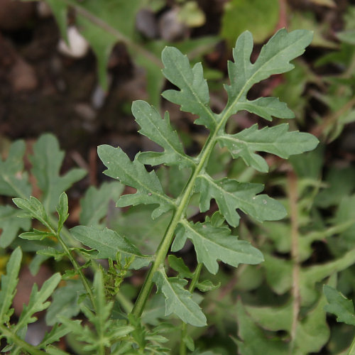 Österreicher Rauke / Sisymbrium austriacum