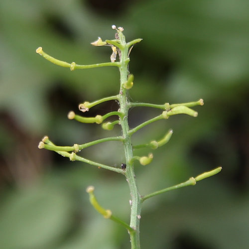 Österreicher Rauke / Sisymbrium austriacum