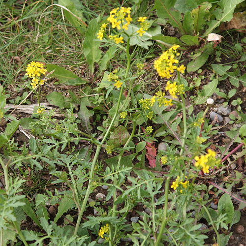 Österreicher Rauke / Sisymbrium austriacum