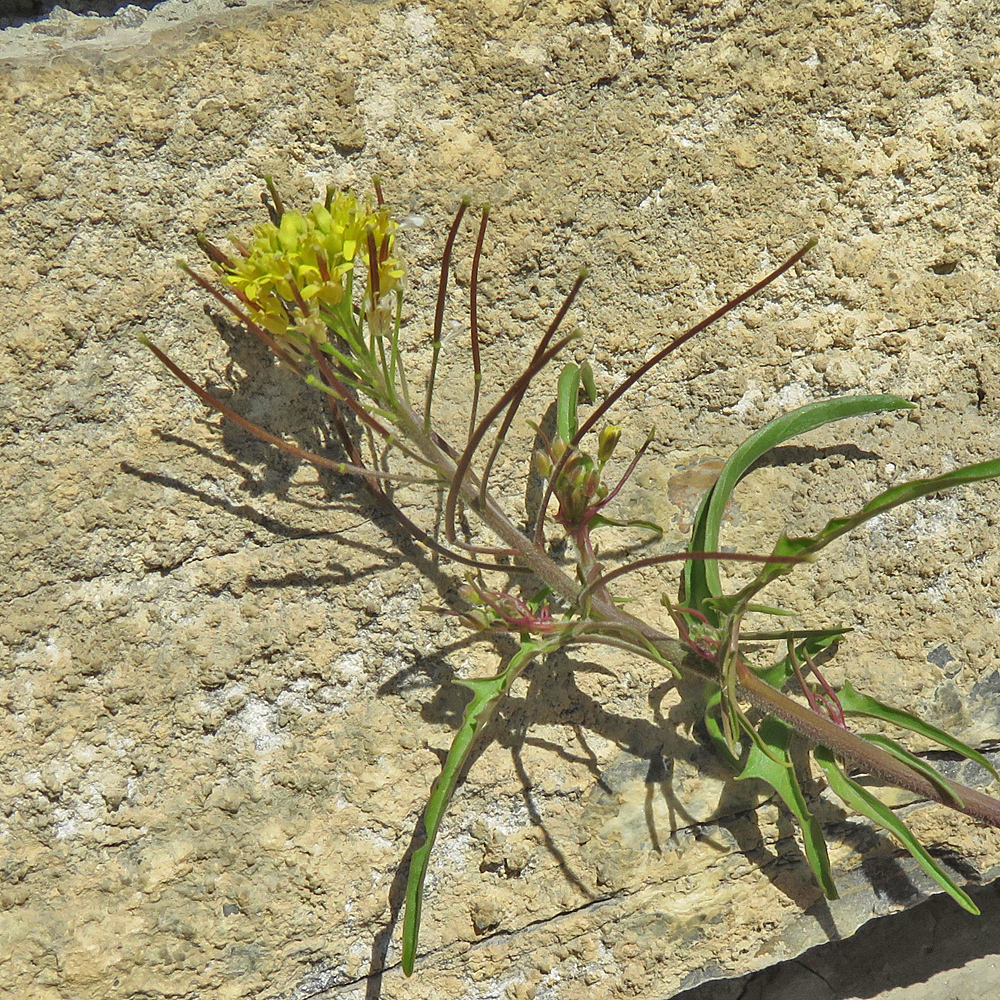 Schlaffe Rauke / Sisymbrium irio