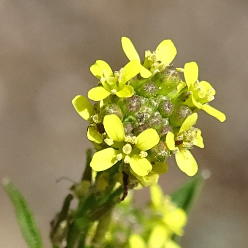 Weg-Rauke / Sisymbrium officinale