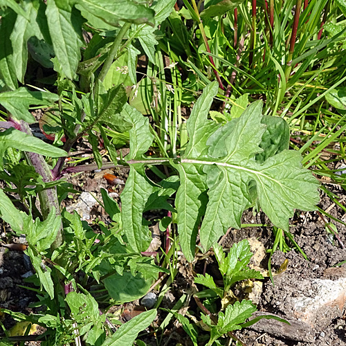 Weg-Rauke / Sisymbrium officinale