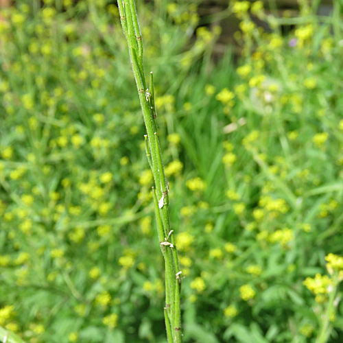 Weg-Rauke / Sisymbrium officinale