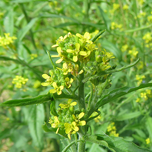 Weg-Rauke / Sisymbrium officinale