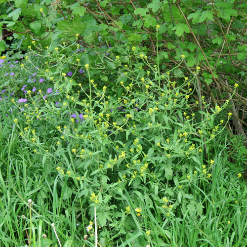 Weg-Rauke / Sisymbrium officinale