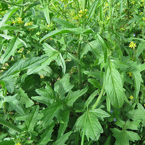 Weg-Rauke / Sisymbrium officinale