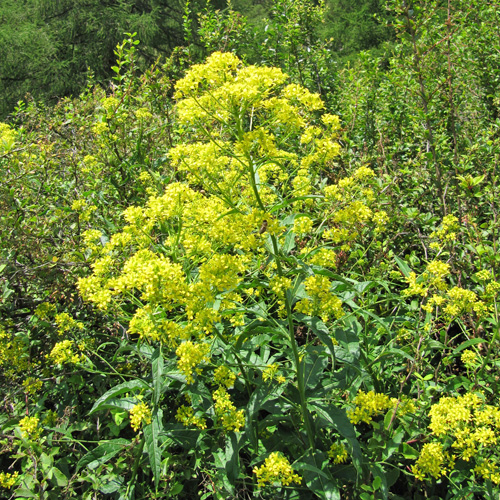 Steife Rauke / Sisymbrium strictissimum