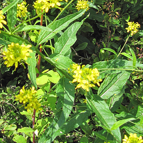 Steife Rauke / Sisymbrium strictissimum