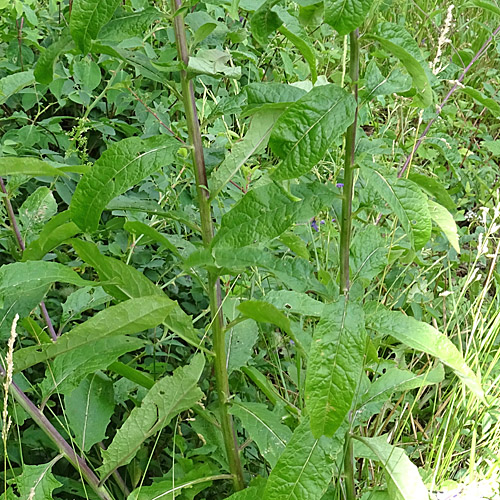 Steife Rauke / Sisymbrium strictissimum