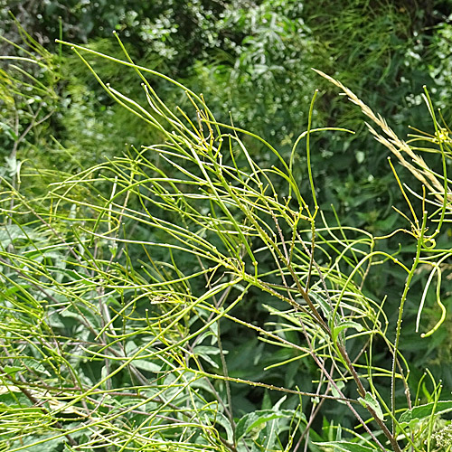 Steife Rauke / Sisymbrium strictissimum