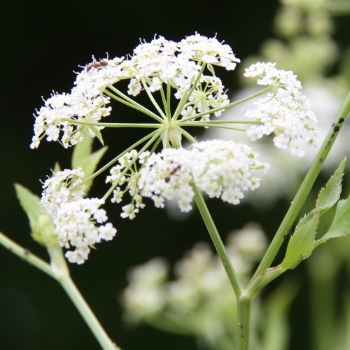 Grosser Merk / Sium latifolium