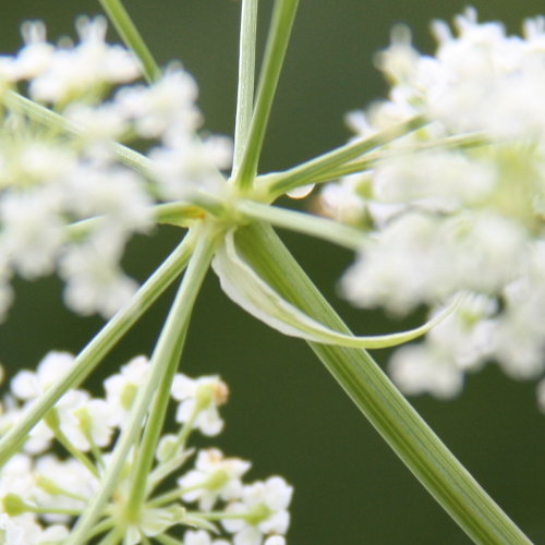 Grosser Merk / Sium latifolium