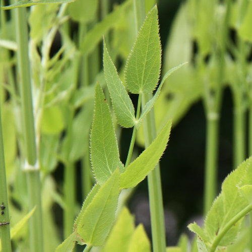 Grosser Merk / Sium latifolium