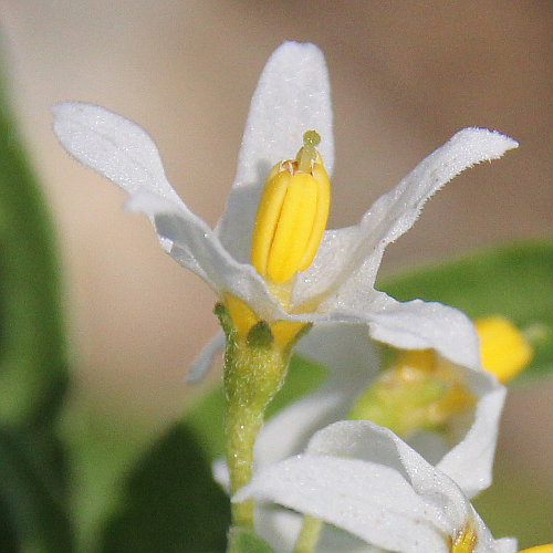 Zierlicher Nachtschatten / Solanum chenopodioides