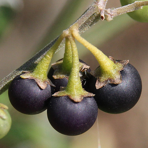 Zierlicher Nachtschatten / Solanum chenopodioides