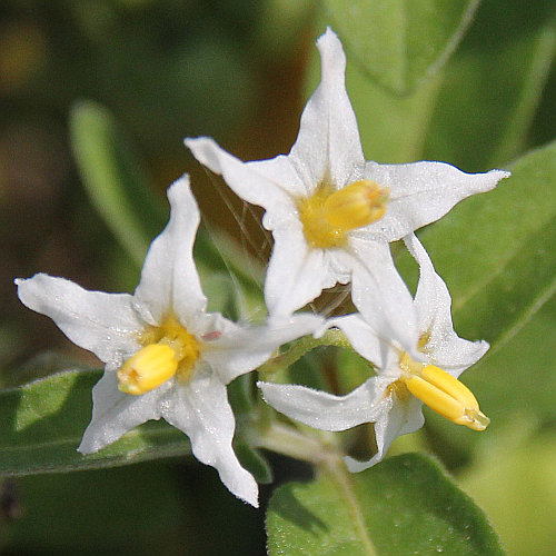 Zierlicher Nachtschatten / Solanum chenopodioides