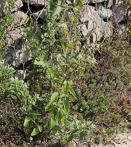 Zierlicher Nachtschatten / Solanum chenopodioides