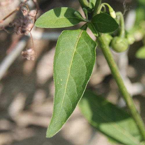 Zierlicher Nachtschatten / Solanum chenopodioides