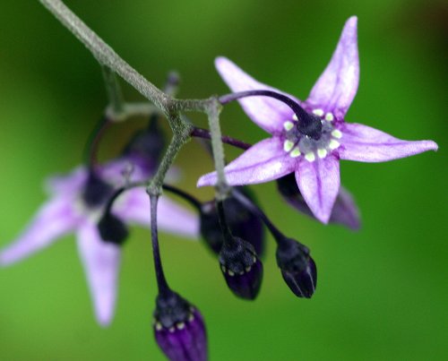 Bittersüsser Nachtschatten / Solanum dulcamara