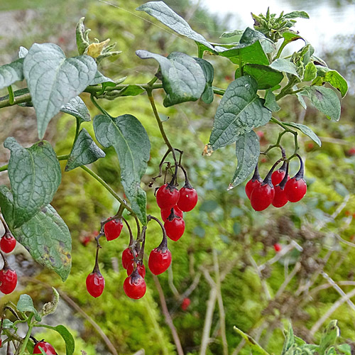 Bittersüsser Nachtschatten / Solanum dulcamara