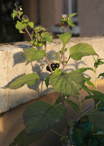 Schwarzer Nachtschatten / Solanum nigrum
