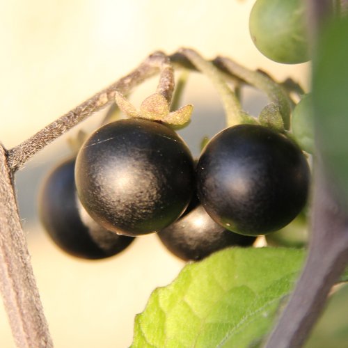 Schwarzer Nachtschatten / Solanum nigrum