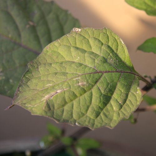 Schwarzer Nachtschatten / Solanum nigrum